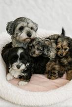 Super mooi gezonde boomer pups. Ook merle kleur !!, Dieren en Toebehoren, Honden | Chihuahua's en Gezelschapshonden, Overige rassen