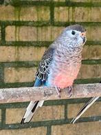 2 bourke poppen, wildkleur. Zussen., Dieren en Toebehoren, Vogels | Parkieten en Papegaaien, Vrouwelijk, Parkiet, Geringd