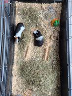 Cavia's beertjes, Cavia, Mannelijk, Mei, Tam