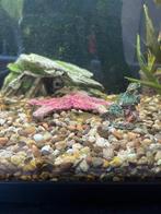 Compleet aquarium, Dieren en Toebehoren, Vissen | Aquaria en Toebehoren, Ophalen, Zo goed als nieuw, Gevuld zoetwateraquarium