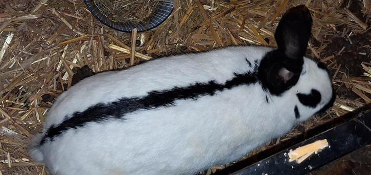 Lotharinger (voedster), Dieren en Toebehoren, Konijnen