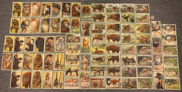 Verkade's Album Plaatjes _ Apen en Hoefdieren in Artis, Hobby en Vrije tijd, Stickers en Plaatjes, Zo goed als nieuw, Meerdere plaatjes