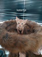 Cornish rex kittens kittens zoeken een gouden mandje, Dieren en Toebehoren, Katten en Kittens | Overige Katten, Meerdere dieren