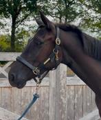 Super mooie 3 jarige merrie, Dieren en Toebehoren, Paarden, Merrie, Springpaard, 3 tot 6 jaar, 160 tot 165 cm