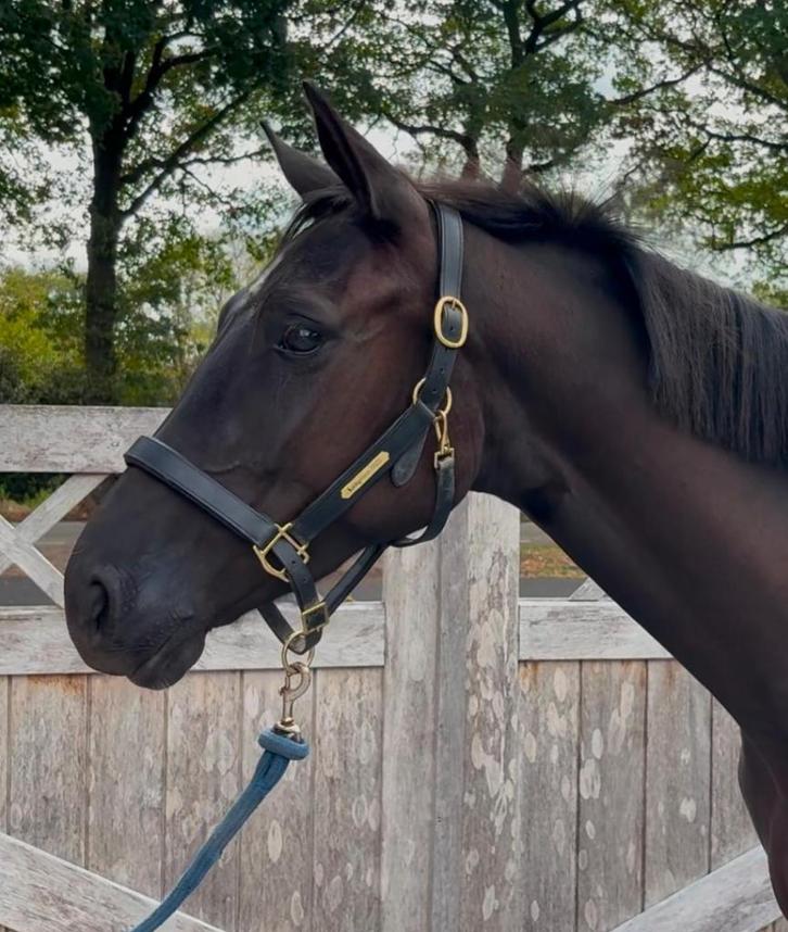 Super mooie 3 jarige merrie, Dieren en Toebehoren, Paarden, Merrie, Onbeleerd, 160 tot 165 cm, 3 tot 6 jaar, Springpaard, Met stamboom
