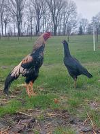 Shamo kippen, Dieren en Toebehoren