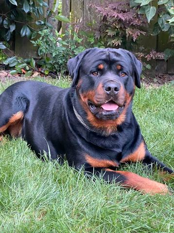 Dekreu rottweiler, HD + ED vrij getest+dekgarantie beschikbaar voor biedingen