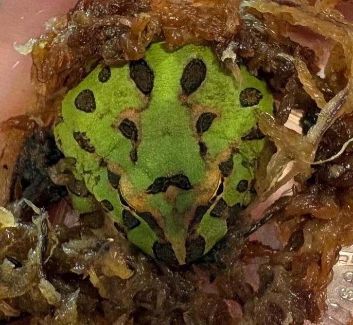 Pacman Kikker (Ceratophrys Cranwelli) Groen