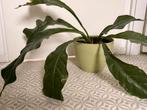 Anthurium jungle bush plant jungle king, Huis en Inrichting, Kamerplanten, Ophalen of Verzenden, Halfschaduw, Minder dan 100 cm