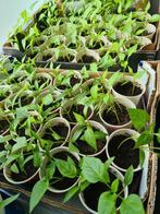 Plant  Komkommer Tomaat Courget fidan fide biber tatli peper, Tuin en Terras, Planten | Tuinplanten, Zomer, Ophalen of Verzenden