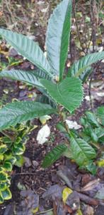 Japanse wolmispel (Eriobotrya japonica), Tuin en Terras, Planten | Tuinplanten, Ophalen of Verzenden, Overige soorten, Halfschaduw