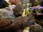 Kweekkoppels Ancistrus Sp. 3, Dieren en Toebehoren, Vissen | Aquariumvissen, Vis