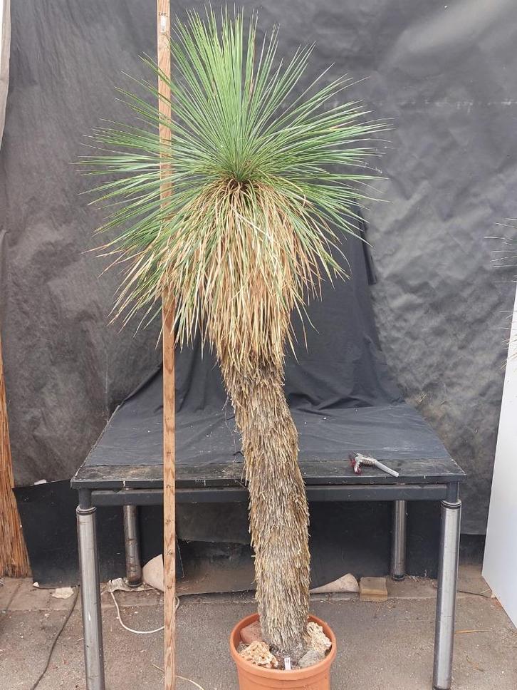 Yucca linearifolia ssp. Galeana 67, 205 cm, stam 150 cm, Tuin en Terras, Planten | Tuinplanten, Vaste plant, Overige soorten, Volle zon
