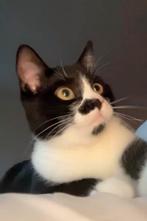 Halve Britse Korthaar, Dieren en Toebehoren, Katten en Kittens | Raskatten | Korthaar, Poes, Gechipt, 0 tot 2 jaar