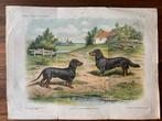 Tekkel Prent 24x33cm - Kort- en Langharige Dashond, Ophalen of Verzenden