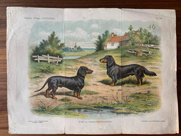 Tekkel Prent 24x33cm - Kort- en Langharige Dashond, Antiek en Kunst, Kunst | Etsen en Gravures, Ophalen of Verzenden