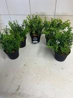 Decoratie rozemarijn en mint, Binnen, ...., Nieuw, Ophalen of Verzenden