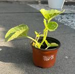 Biologische suikermeloen plantjes – €1 p.st., Ophalen, Volle zon, Groenteplanten, Eenjarig