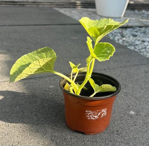 Biologische suikermeloen plantjes – €1 p.st., Tuin en Terras, Planten | Tuinplanten, Eenjarig, Groenteplanten, Volle zon, Zomer