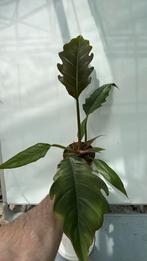 Philodendron caramel. Pot 12, Huis en Inrichting, Kamerplanten, Ophalen of Verzenden, Overige soorten, Minder dan 100 cm