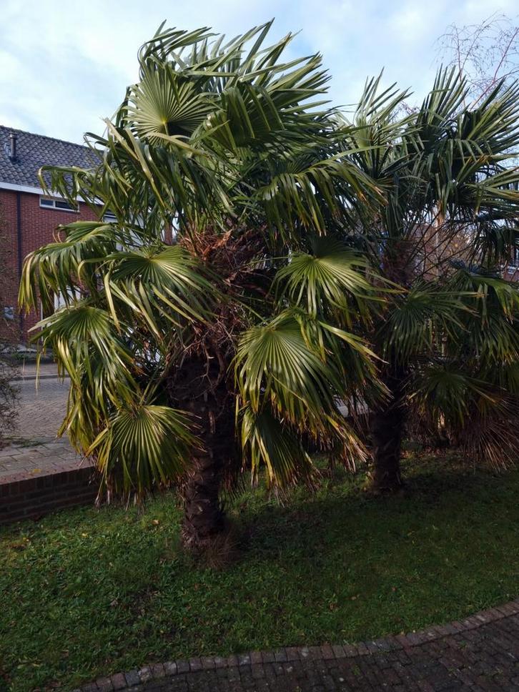 Palmbomen  - zelf uitgraven!, Tuin en Terras, Planten | Bomen, Palmboom, 100 tot 250 cm, Volle zon, Zomer, Ophalen
