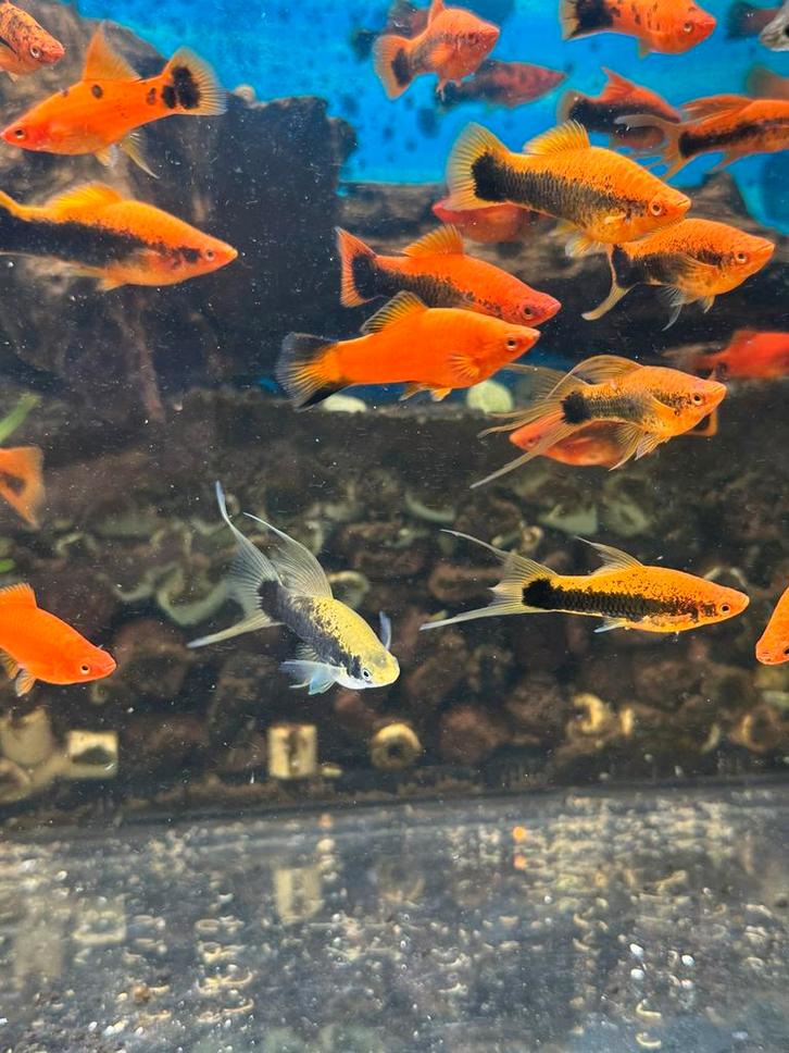 PrachtigeTuxedo Lyra HiFin Zwaarddragers Xiphophorus helleri, Dieren en Toebehoren, Vissen | Aquariumvissen, Vis