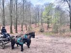 Tweespan tuig maar shet/mini shet te koop, Dieren en Toebehoren, Ophalen of Verzenden, Gebruikt, Overige soorten