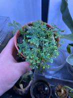 selaginella uncinata peacock, Ophalen, Halfschaduw, Minder dan 100 cm