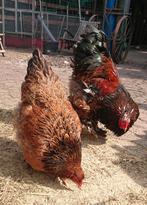 Brahma & Park Brahma porselein toom, Meerdere dieren, Kip