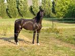 KWPN merrie, Dieren en Toebehoren, Paarden, Merrie, Dressuurpaard, 7 tot 10 jaar, 165 tot 170 cm
