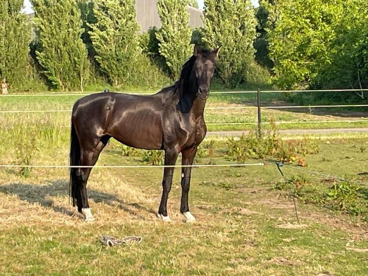 KWPN merrie, Dieren en Toebehoren, Paarden, Merrie, 165 tot 170 cm, 7 tot 10 jaar, Dressuurpaard, Met stamboom, Gechipt, Ontwormd
