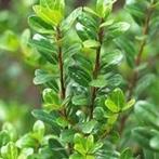 Ilex crenata Caroline upright, Tuin en Terras, Overige soorten, Vaste plant, Ophalen of Verzenden, Bloeit niet