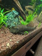 Borstelneus gratis af te halen, Dieren en Toebehoren, Vissen | Aquariumvissen, Vis