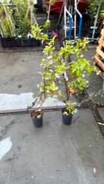 Jasmijnen kleur roze geel wit rest partij ruim prijs 5,95, Tuin en Terras, Planten | Tuinplanten, Ophalen, Volle zon, Vaste plant