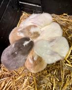 Baby konijntjes NHD Minilop Nederlandse Dwerg Hangoor, Dieren en Toebehoren, Geslacht onbekend, Dwerg, Hangoor, 0 tot 2 jaar