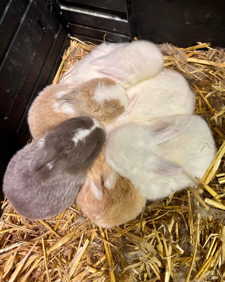 Baby konijntjes NHD Minilop Nederlandse Dwerg Hangoor, Dieren en Toebehoren, Konijnen, Dwerg, Geslacht onbekend, 0 tot 2 jaar