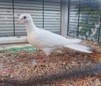 Koerduif / lachduif / tortelduif, Dieren en Toebehoren, Meerdere dieren, Overige soorten