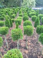 Originele vormen! Thuja Smaragd kubus - punt of bol op stam, Tuin en Terras, Volle zon, Vaste plant, Bloeit niet, Ophalen