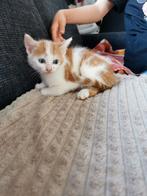 Kittens opzoek nieuwe huisje, Meerdere dieren, Ontwormd, 0 tot 2 jaar