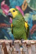 Jonge Baby Blauw voorhoofd Amazones | Handtam | Nieuwsgierig