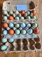 Broedeieren van onze eigen kippen – met zorg bewaard, Dieren en Toebehoren, Pluimvee, Geslacht onbekend, Kip