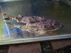 Goonch bagarius yarrelli 31cm big, Dieren en Toebehoren, Reptielen en Amfibieën