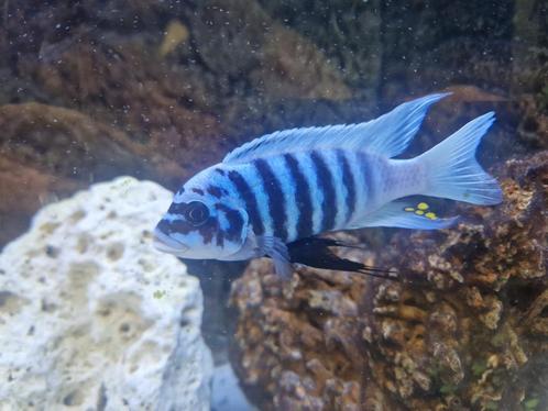 malawi cichliden, Dieren en Toebehoren, Vissen | Aquariumvissen, Zoetwatervis, Vis
