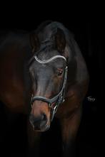 Talentvolle 2.5 jarige ruin, Dieren en Toebehoren, Paarden, Springpaard, Gechipt, Ruin, Onbeleerd