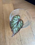 Begonia rex salsa bladbegonia geworteld stekje, Groene kamerplant, Ophalen, Halfschaduw, Minder dan 100 cm