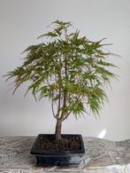 Acer Japanse Esdoorn Dissectum Bonsai, Tuin en Terras, Planten | Bomen, Bloeit niet, Halfschaduw, Minder dan 100 cm, Overige soorten
