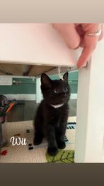 Lieve zwarte half-Ragdoll kittens, 0 tot 2 jaar