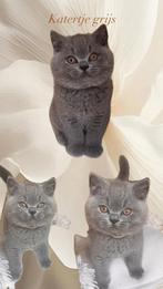 Prachtige raszuivere Brits korthaar kittens met stamboom, Dieren en Toebehoren, Katten en Kittens | Raskatten | Korthaar, Met stamboom