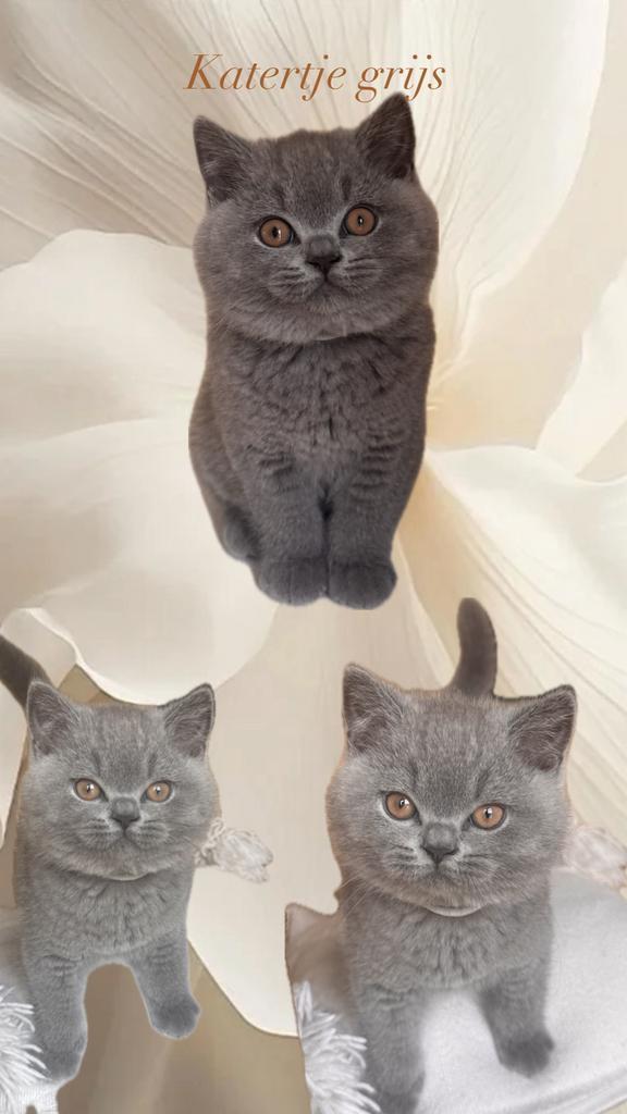 Prachtige raszuivere Brits korthaar kittens met stamboom, Dieren en Toebehoren, Katten en Kittens | Raskatten | Korthaar, Met stamboom