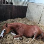 Gezocht verzorg paard/pony/shetlander, Dieren en Toebehoren, Ophalen of Verzenden